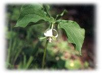 Nodding trillium