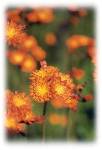Spectacular hawkweed blossoms